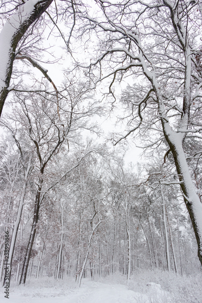 Concept winter beauty. Hardwood. With bare trees covered with snow. Concept winter beauty. Hardwood. With bare trees covered with snow.