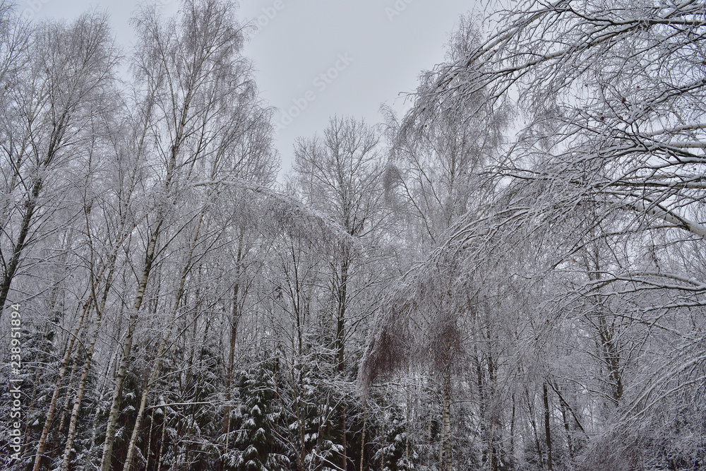 trees in winter trees in winter