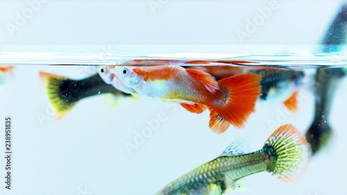 Group of attractive colorful guppy swimming, close up footage. photo