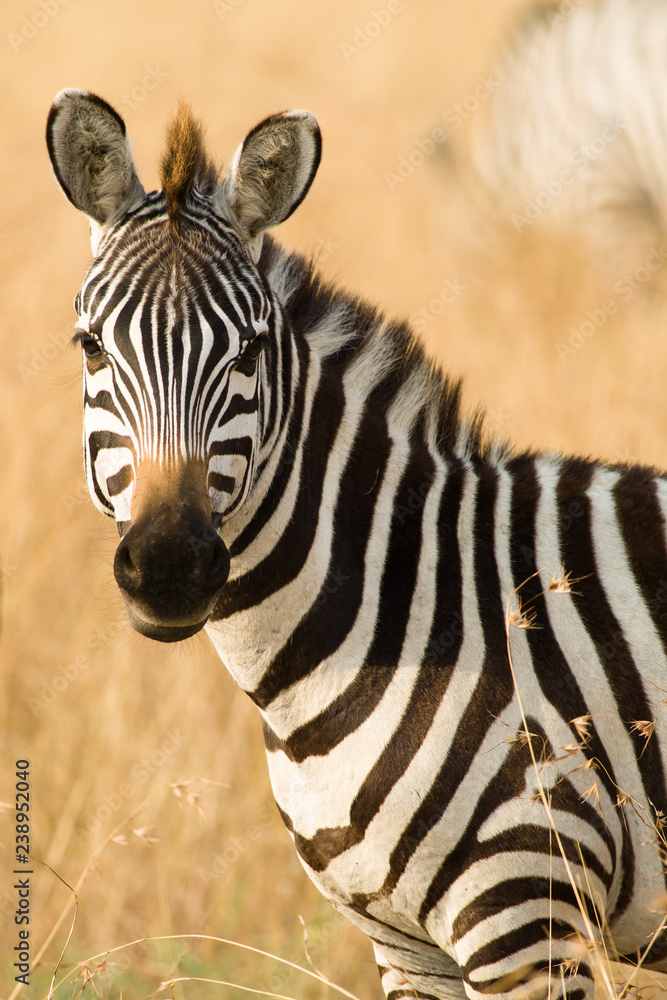 Naklejka premium Lone Plains Zebra (Equus quagga), Maasai Mara, Kenya