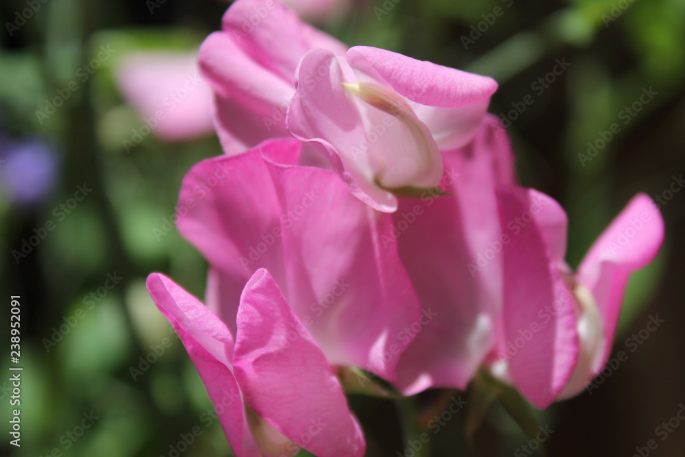 Pretty Pink Flower 