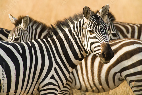 Plains Zebra  Equus quagga   Maasai Mara  Kenya