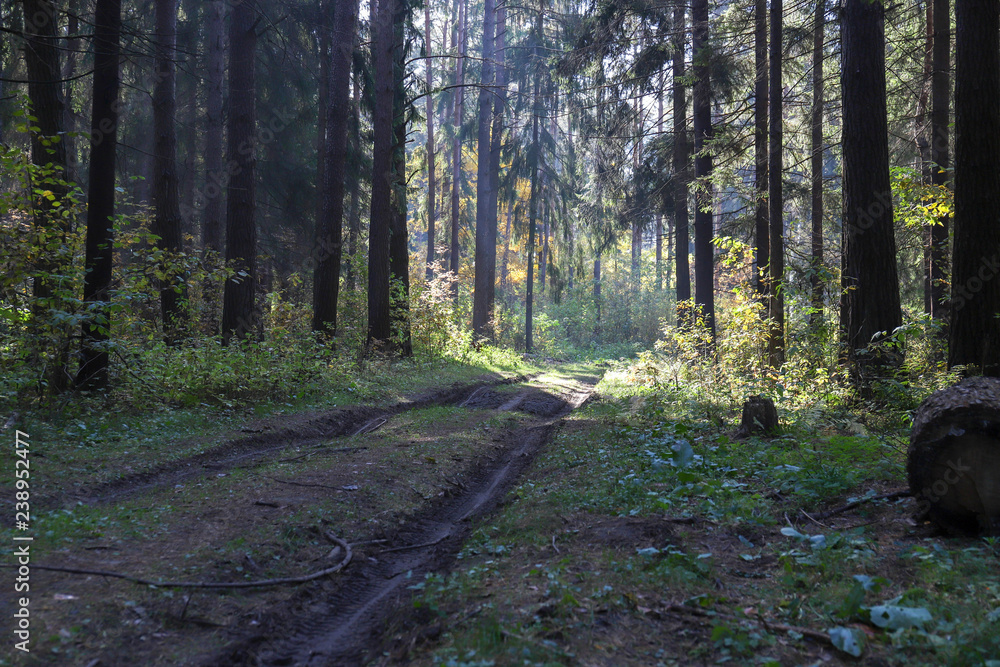 Obraz premium road in the forest