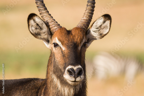 Canvas Print Male waterbuck Antelope (Kobus ellipsiprymnus), Kenya