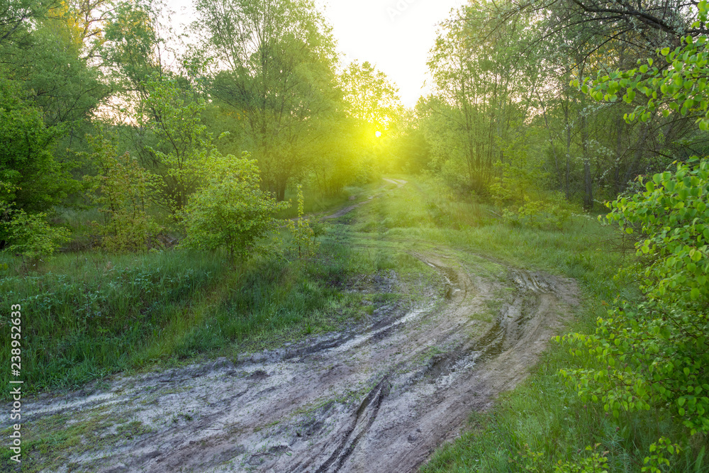 Fototapeta premium Morning in forest