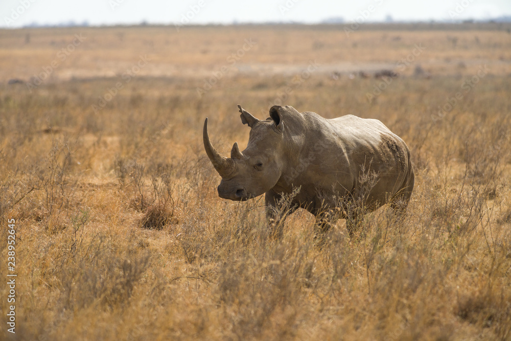 A white rhinoceros or square-lipped rhinoceros (Ceratotherium simum) in tall dry grass, Nairobi National Park, Kenya A white rhinoceros or square-lipped rhinoceros (Ceratotherium simum) in tall dry grass, Nairobi National Park, Kenya