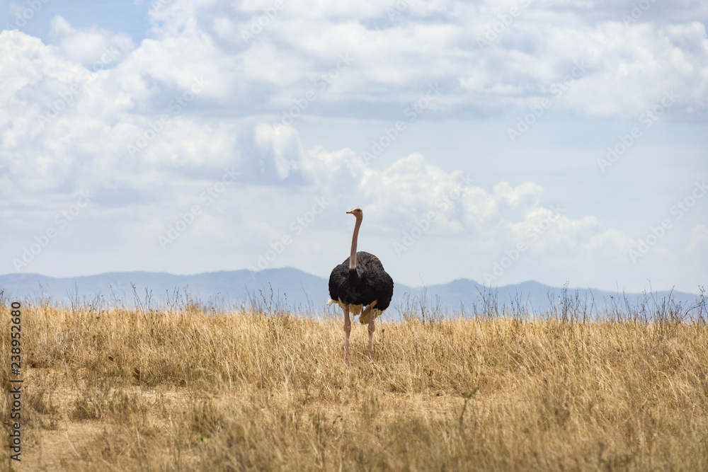 Naklejka premium A male Masai ostrich (Struthio camelus massaicus), also known as the pink-necked ostrich or East African ostrich standing in tall dry grass, Nairobi National Park, Kenya