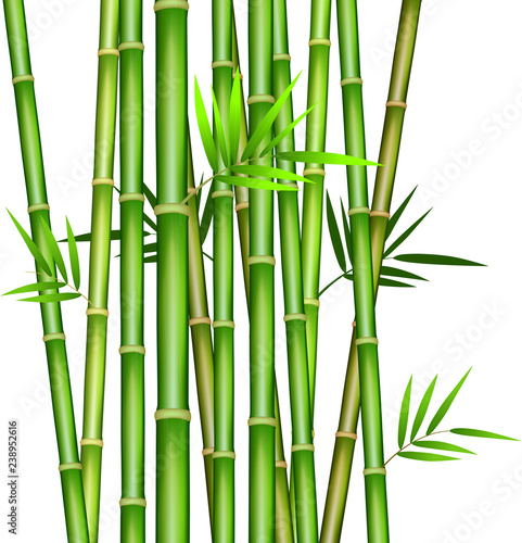 Fototapeta Naklejka Na Ścianę i Meble -  Bamboo stem