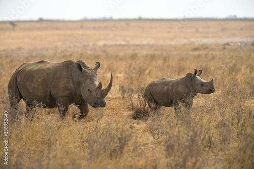 A white rhinoceros or square-lipped rhinoceros (Ceratotherium simum) mother with juvenile calf in tall dry grass, Nairobi National Park, Kenya