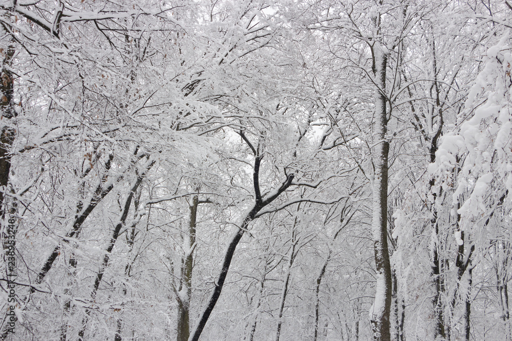 Concept winter beauty. Hardwood. With bare trees covered with snow. Concept winter beauty. Hardwood. With bare trees covered with snow.
