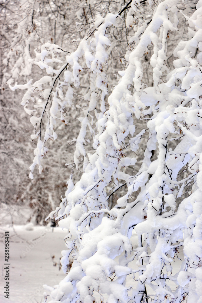 Concept winter beauty. Hardwood. With bare trees covered with snow. Concept winter beauty. Hardwood. With bare trees covered with snow.