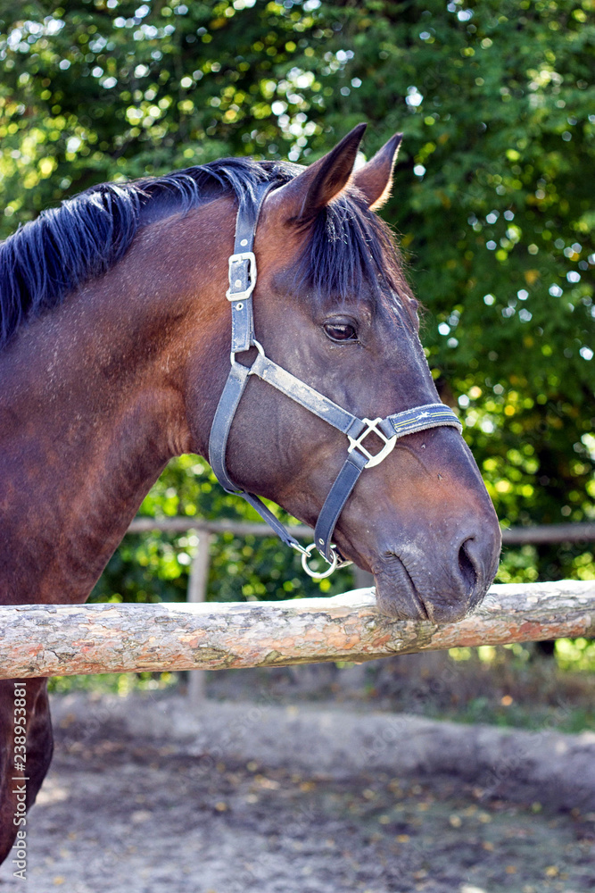 Obraz premium Stalion head