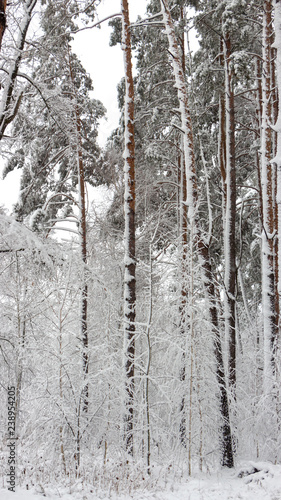 Snowy coniferous forest. Concept of winter beauty and freshness