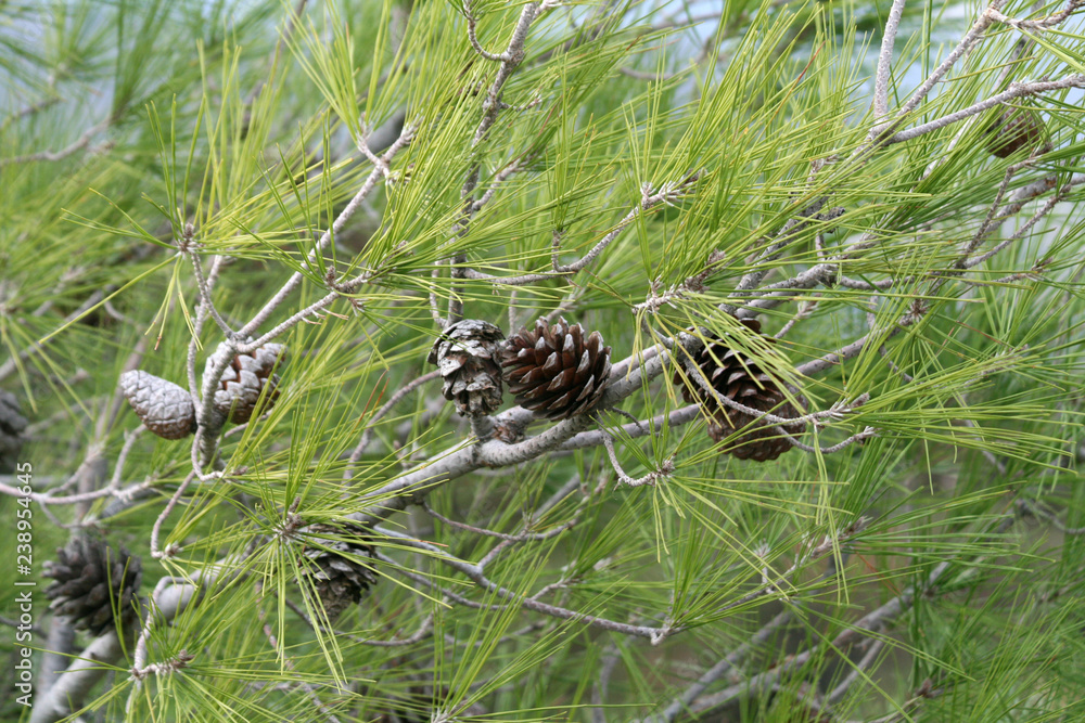 Several brown pine-cones among the green needles on a tree branch Several brown pine-cones among the green needles on a tree branch