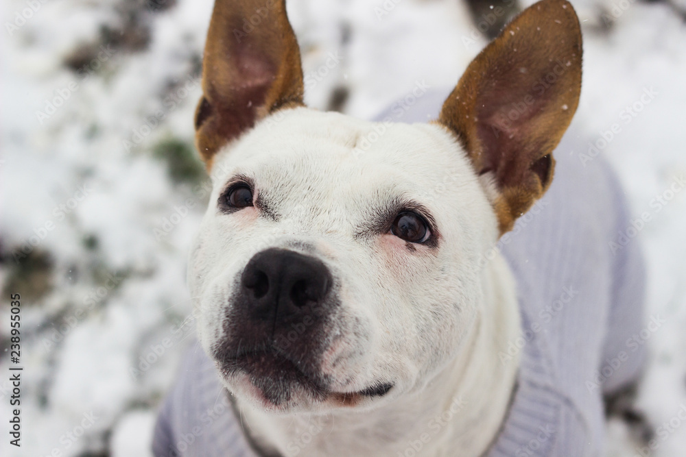 Dog winter joy portrait 