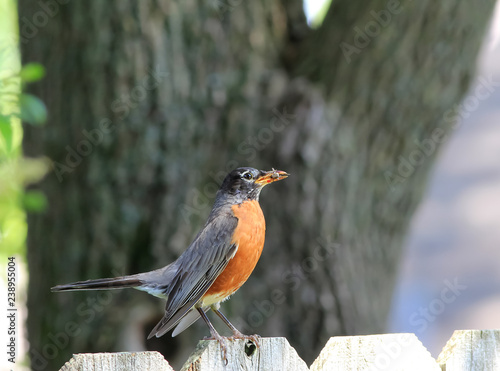 American Robin with Bug in Beak Perched on Backyard Fence