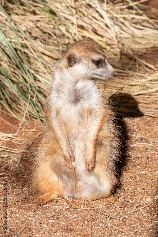 Fototapeta premium Cute Meerkat