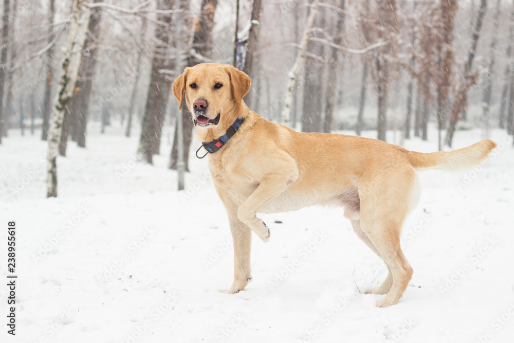 Labrador dog in the snow-covered park 