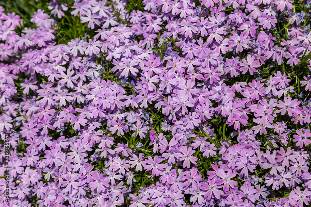 Full frame background of small pink flowers in a garden