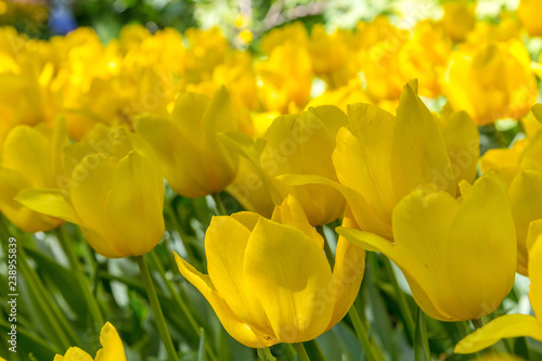 Close up of yellow tulips in a garden