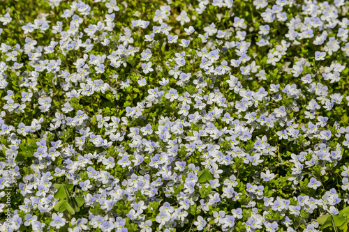 Full frame background of small light blue flowers in a garden