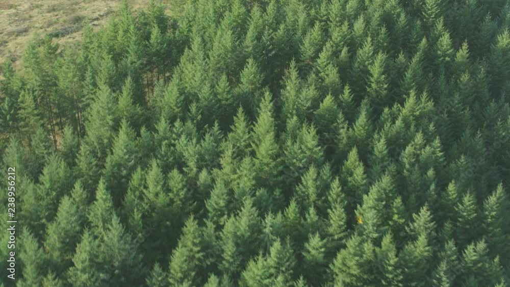Aerial view of forests in Summer Aerial view of forests in Summer