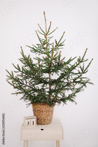 Green Pine, Christmas tree and wooden calendar.  A green fir tree on a white background