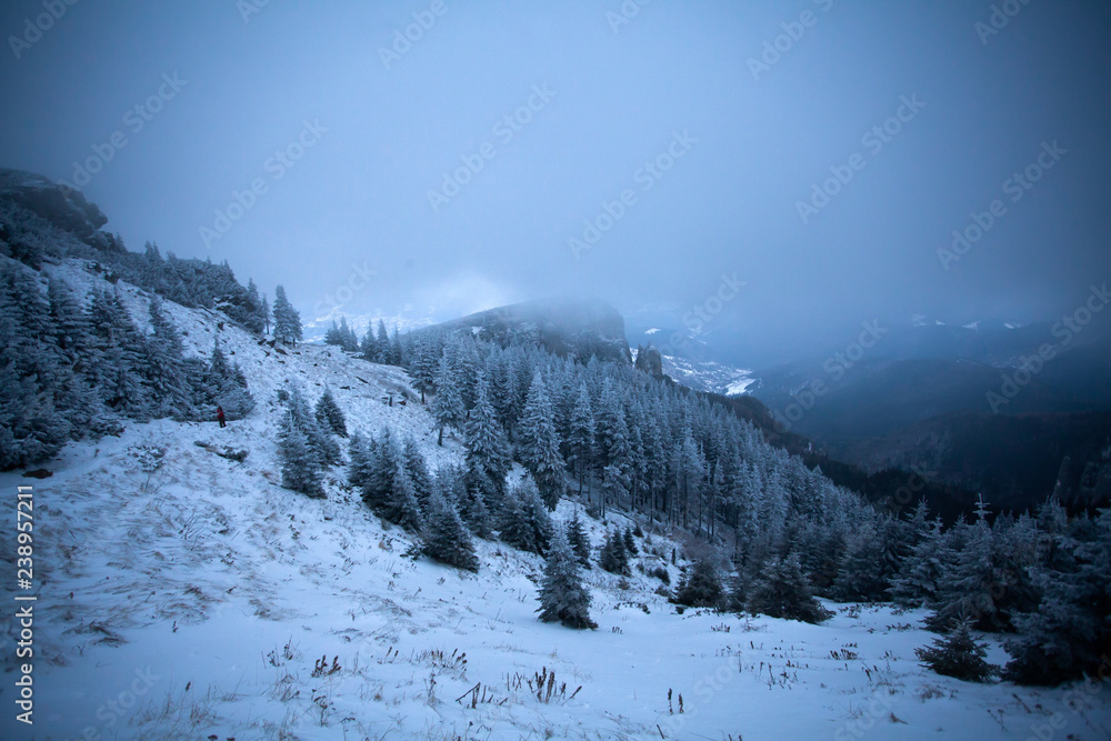 Fototapeta premium Snowy fir trees