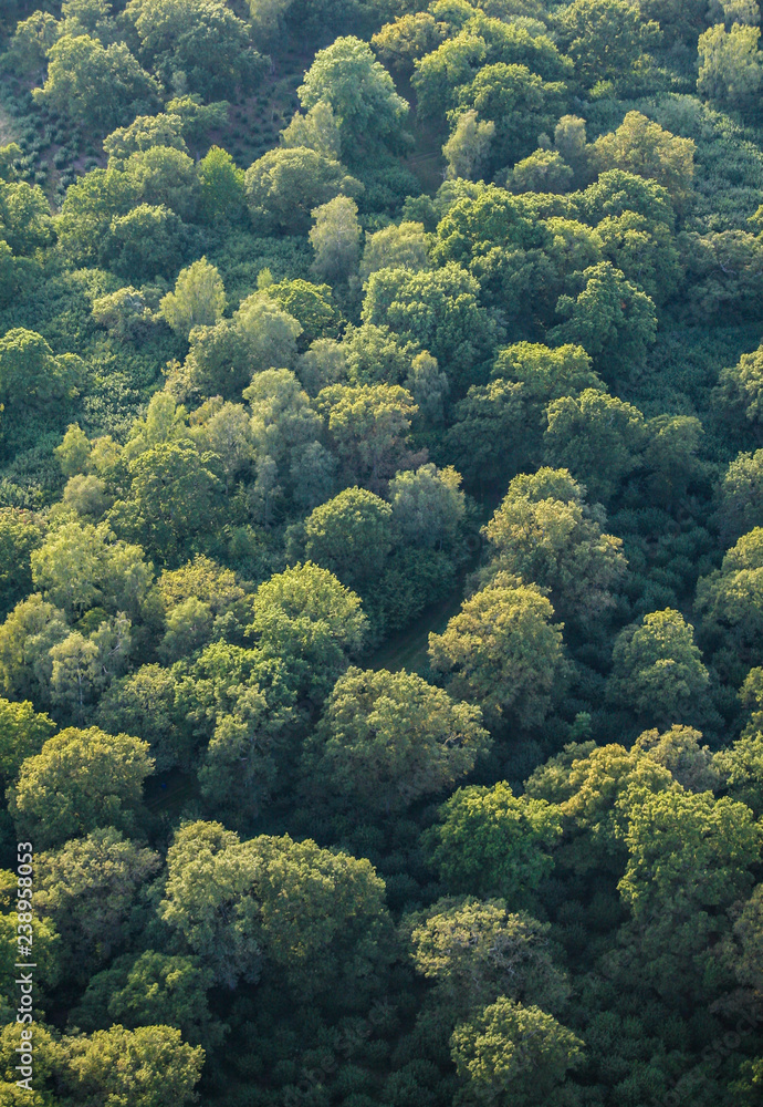 Aerial View of Green Oak Foliage