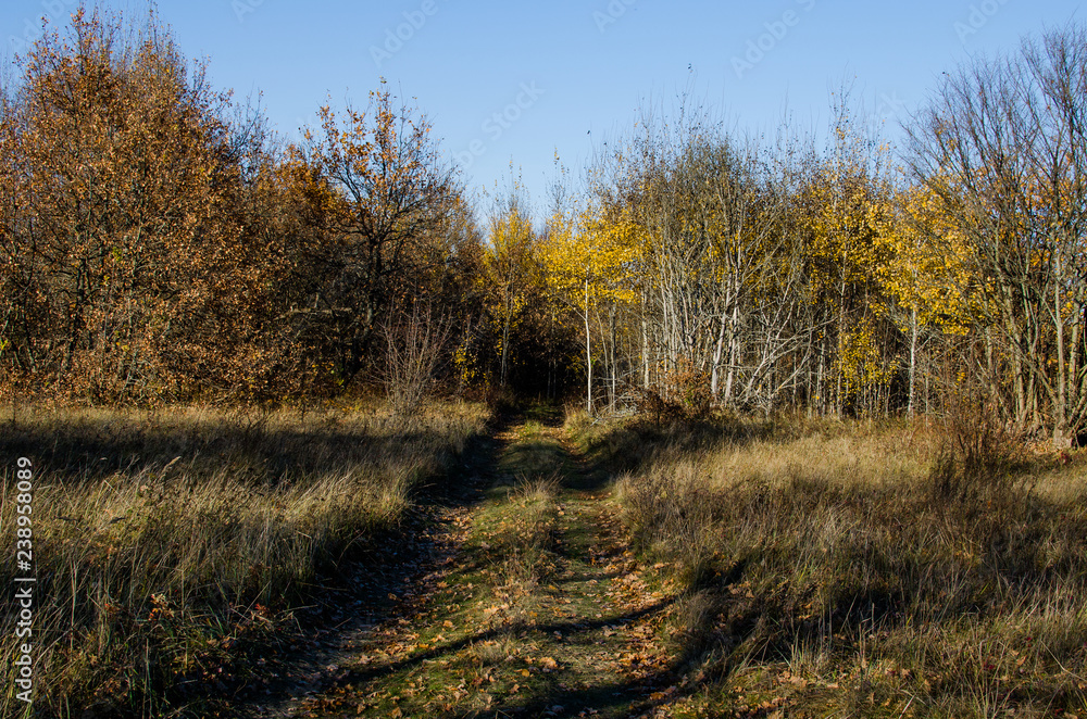 The road goes into the thicket of trees. A country road passes through an avenue of trees The road goes into the thicket of trees. A country road passes through an avenue of trees