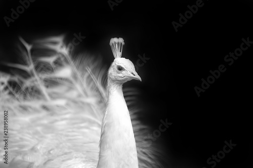 Obraz na plátně Portrait of a rare white peacock in black and white