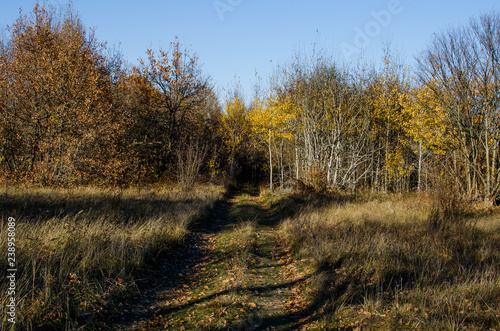 The road goes into the thicket of trees. A country road passes through an avenue of trees