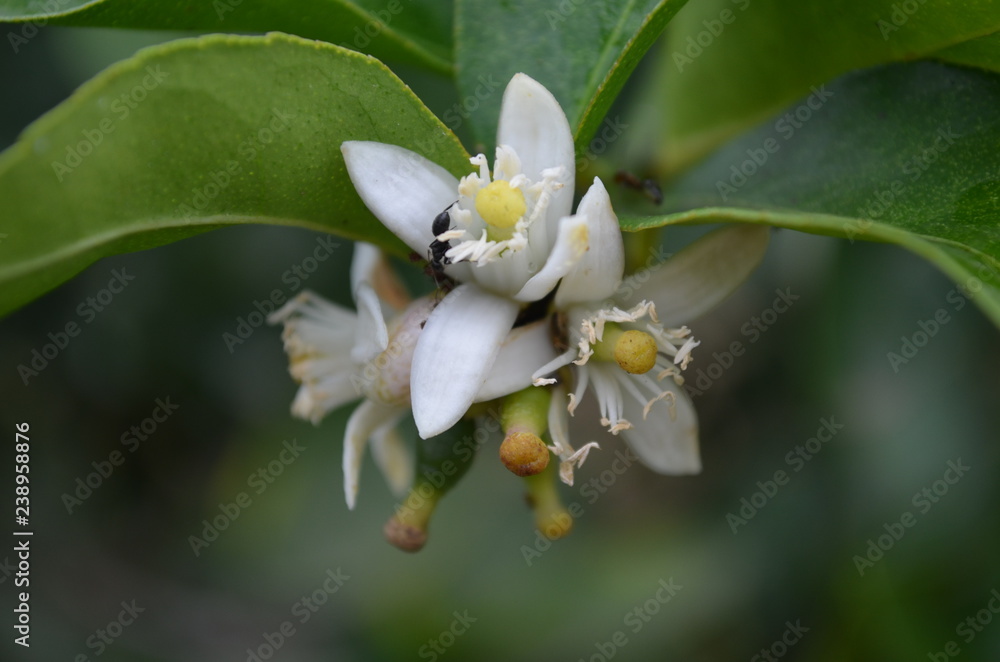 Pequenas flores de laranjeira Pequenas flores de laranjeira