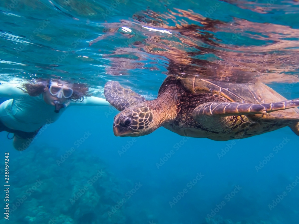 Fototapeta premium Green Sea Turtle in Clear Blue Sea with Woman Snorkeler in Background
