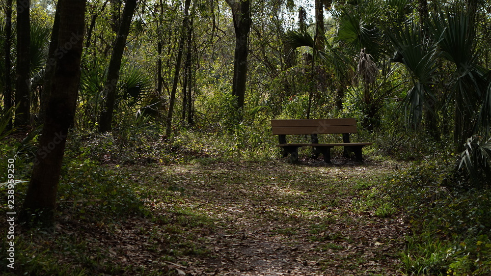 bench in forest