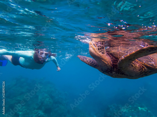 Green Sea Turtle Breathing at Surface with Snorkeler in Background