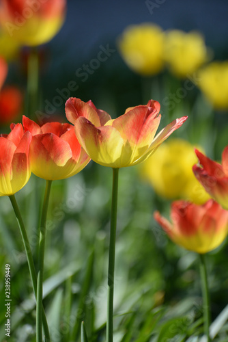 Gelb-rote Tulpen