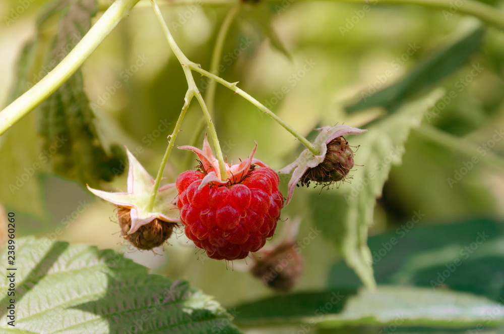 red raspberries on a branch red raspberries on a branch