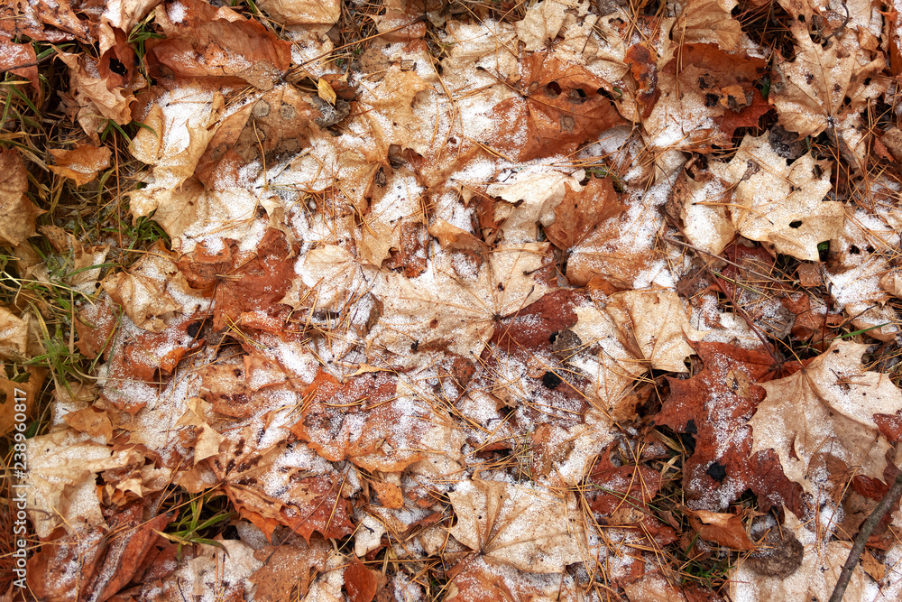 Fallen autumn leaves with needles of Christmas trees under the first snow. Texture Fallen autumn leaves with needles of Christmas trees under the first snow. Texture