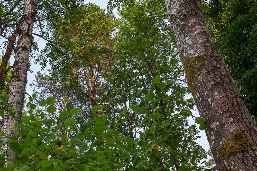 Obraz premium muted blue sky with green leaves and multiple tree trunks