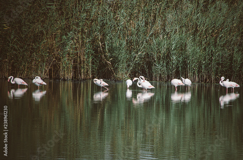 Flamingos in a pond with reeds or reeds.  © Marlene Vicente