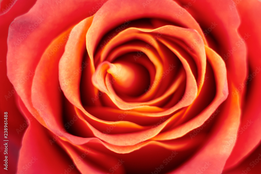 Red rose background. Soft focus. Red rose background. Soft focus.