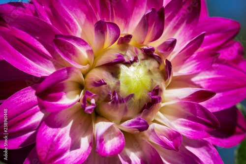Fototapeta Naklejka Na Ścianę i Meble -  Dahlia Flower