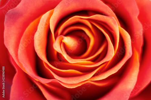 Wallpaper Mural Red rose background. Soft focus. Torontodigital.ca