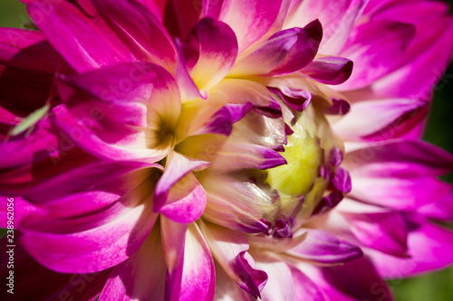 Fototapeta Naklejka Na Ścianę i Meble -  Dahlia Flower