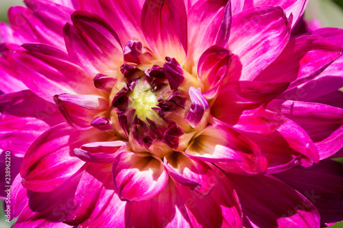 Fototapeta Naklejka Na Ścianę i Meble -  Dahlia Flower