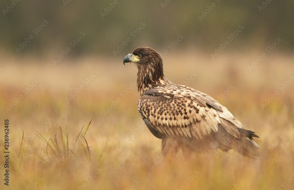 Fototapeta premium White tailed eagle (Haliaeetus albicilla)