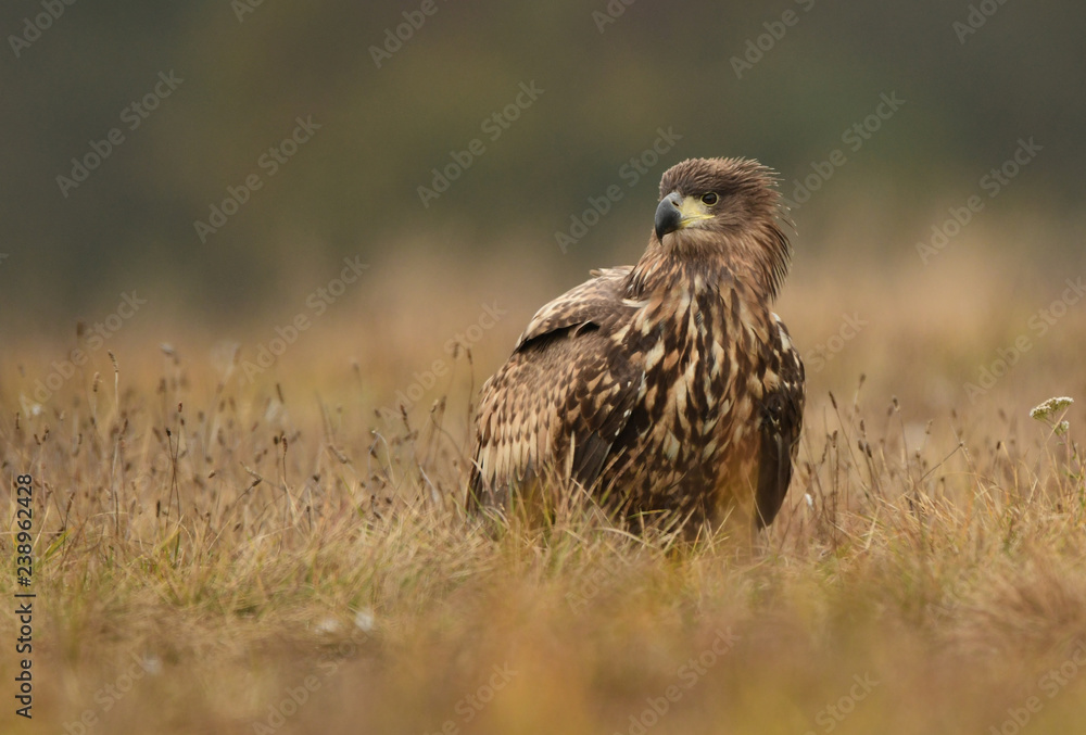 White tailed eagle (Haliaeetus albicilla)