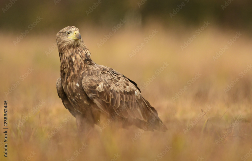 White tailed eagle (Haliaeetus albicilla) White tailed eagle (Haliaeetus albicilla)