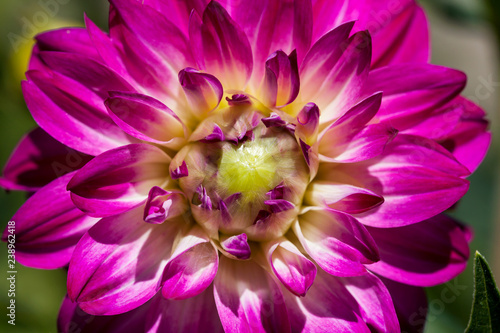 Fototapeta Naklejka Na Ścianę i Meble -  Dahlia Flower